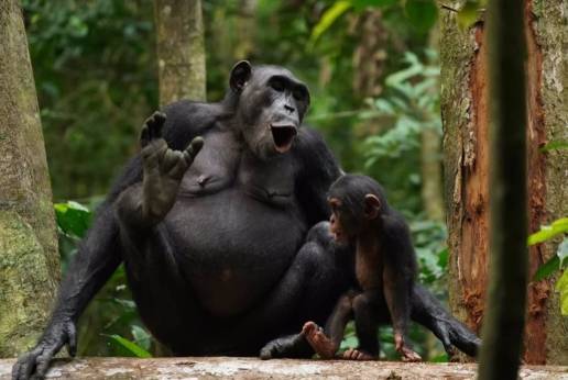 Los chimpancés 'hablan' combinando llamadas para cambiar su significado