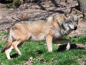 MITECO estudia posibles medidas para proteger al lobo en toda España, entre ellas el reparto de 20 millones