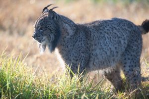 Un estudio de la Estación Biológica de Doñana señala que la genética ha ayudado a la recuperación del lince ibérico