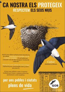 El GOB pide a arquitectos y ayuntamientos que velen por las colonias de avión común en Baleares