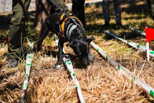 La Comunidad refuerza la unidad canina de agentes forestales con cuatro perros y tres guías