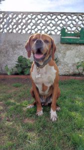 La campaña de vigilancia canina se cierra con un aumento en el número de perros censados