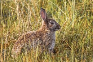 Aprobada iniciativa del PSOE para adoptar medidas contra los daños de la fauna salvaje en agricultura y ganadería