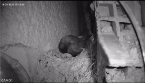 Nace el primer pollo de vencejo común en el nido con webcam del Campus de la UCLM en Toledo