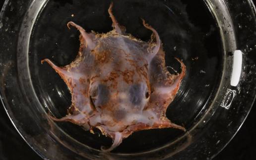 Nueva especie de pulpo dumbo hallada en un cañón submarino australiano