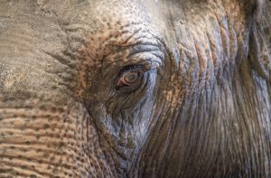 Los elefantes asiáticos tienen más cerebro que sus parientes africanos