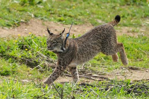 La población de lince ibérico alcanzó los 2.401 individuos censados en 2024 y el 46% de ellos está en Castilla-La Mancha