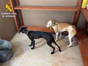 Denunciado el propietario de dos perros de caza hallados deambulando sueltos en época de veda en Fuerteventura