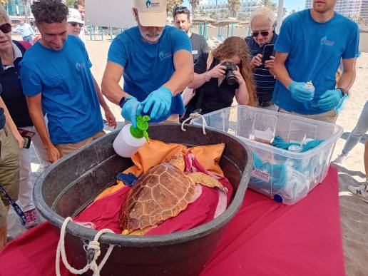 La Junta suelta en Torremolinos dos tortugas boba rescatadas en las provincias de Cádiz y Almería