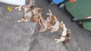  Investigado un vecino de Serradilla por tirar a un contenedor seis cabritos muertos y uno vivo