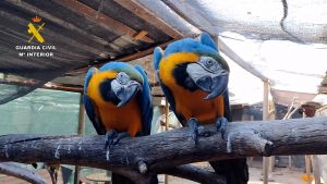 Cinco detenidos, 18 investigados y una treintena de especies incautadas a una red de tráfico de fauna protegida