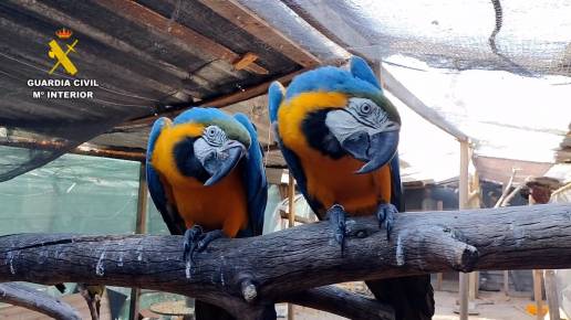 Cinco detenidos, 18 investigados y una treintena de especies incautadas a una red de tráfico de fauna protegida