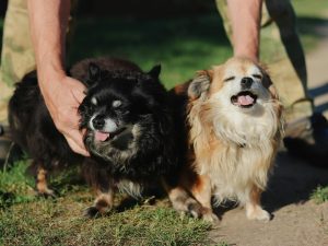 Galicia supera los 800.000 animales de compañía censados: desde perros y gatos hasta hurones o aves de rapiña