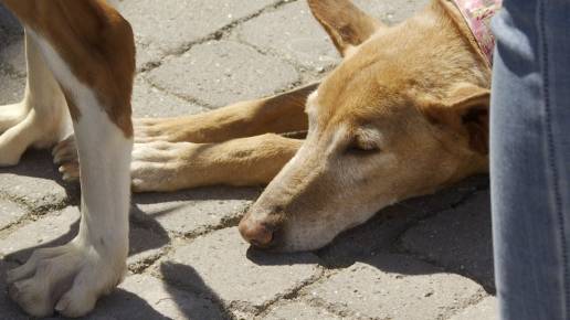 Más de 30 perros afectados por la dana desfilan en busca de un hogar en Bioparc: 