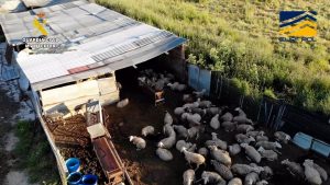 Desmantelan una red de mataderos clandestinos en Toledo, Ávila y Madrid que vendía carne sin control