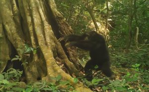 Los chimpancés golpean con piedras posiblemente para comunicarse