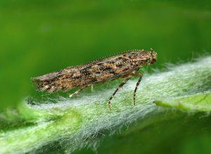 Estudio concluye que el coste económico global de especies invasoras podría ser "1.600 veces más de lo que se estimaba"