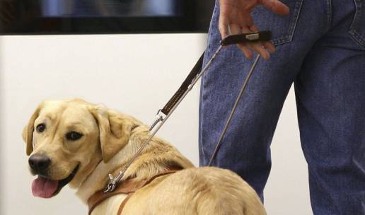 El Gobierno central aprueba por decreto que personas con perros de asistencia accedan a espacios públicos y privados