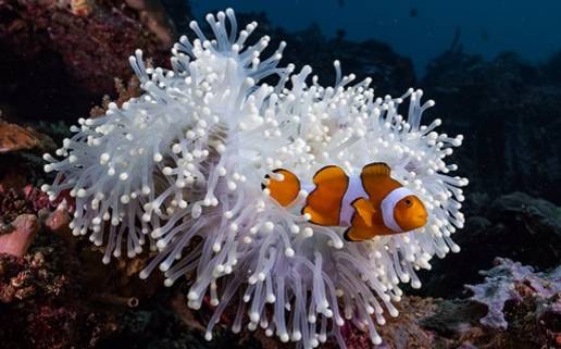 Los peces payaso se encogen para sobrevivir a las olas de calor