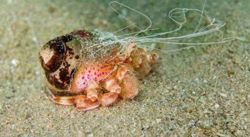 El CSIC identifica 55 especies de cangrejos ermitaños en la Península Ibérica, algunas desconocidas hasta ahora