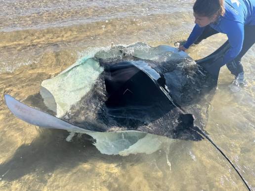 Especialistas de la costa mediterránea investigan el aumento inusual de varamientos de mantas en playas españolas