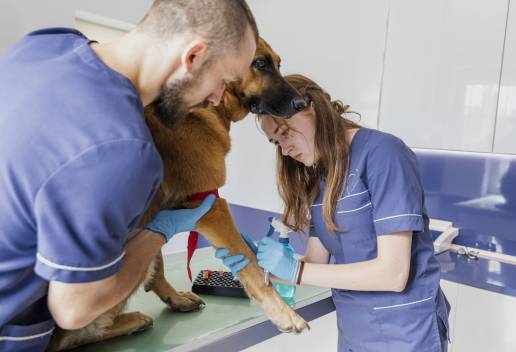 Los antisépticos disponibles en el mercado muestran una alta eficacia in vitro contra los patógenos más comúnmente asociados con la queratitis infecciosa canina y felina