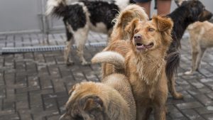 La Diputación de León apoya con 10.000 euros la labor de las protectoras de animales de la provincia