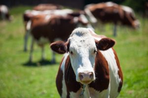 Mueren 27 vacas de una explotación ganadera de Rodeiro (Pontevedra) tras ser alcanzadas por un rayo