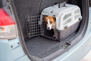 Elkarrekin celebra que Diputación asuma su propuesta de modificar el reglamento de transporte de animales de compañía