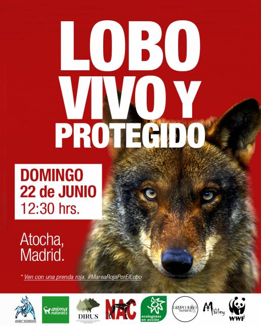 La sociedad civil se moviliza en Madrid en defensa del lobo vivo y protegido