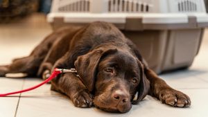  Las altas temperaturas pueden afectar a nuestra mascota: ¿cómo evitar los golpes de calor?