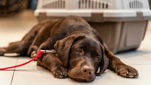  Las altas temperaturas pueden afectar a nuestra mascota: ¿cómo evitar los golpes de calor?