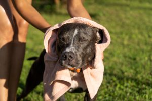  Las altas temperaturas pueden afectar a nuestra mascota: ¿cómo evitar los golpes de calor?