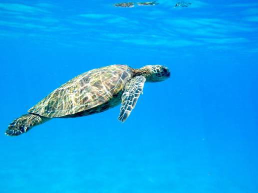 Las tortugas marinas y la fauna silvestre, protagonistas de los espacios naturales de la Región este fin de semana