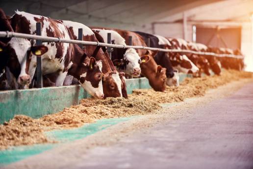 El Gobierno autoriza la distribución entre las comunidades autónomas de 19 millones de euros para programas de sanidad vegetal y animal