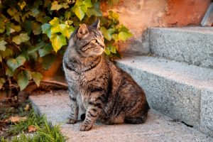 Seis asociaciones animalistas se unen para recurrir la Ordenanza de los Animales de Compañía de Bilbao ante el TSJPV