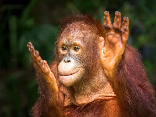 Los orangutanes duermen la siesta para recuperar el sueño perdido
