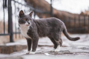 Pacma recuerda al Ayuntamiento de Sant Antoni su obligación de identificar a todos los gatos