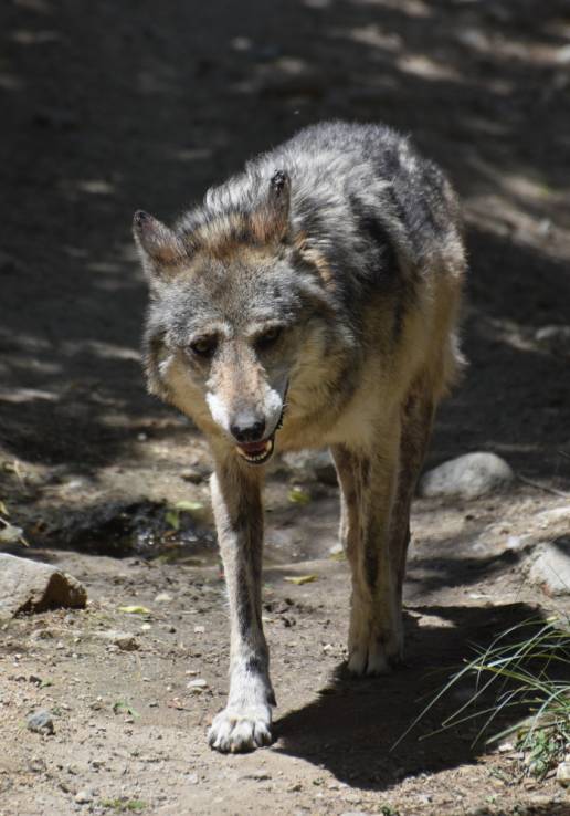 Aagesen defiende conservar el lobo: 
