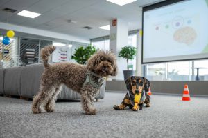 Casi la mitad de los españoles con mascota reconoce que convivir con ellas en el trabajo disminuye el estrés