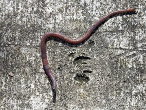 Las lombrices de tierra revelan un mecanismo evolutivo que desafía a Darwin