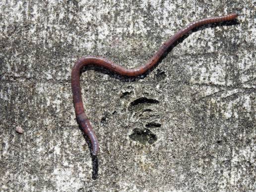 Las lombrices de tierra revelan un mecanismo evolutivo que desafía a Darwin