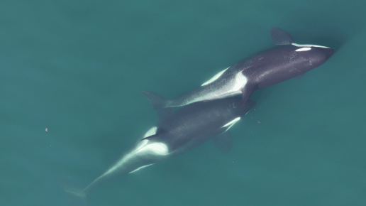 Las orcas se rascan unas a otras con 'herramientas’ de algas