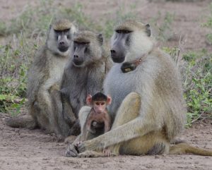 Los lazos con el padre alargan la vida de las babuinas