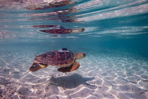 Más del 75 % del hábitat de la megafauna marina se solapa con actividades humanas