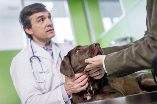 MSD Animal Health recibe Opinión Positiva de la CVMP de la UE para los comprimidos para perros NUMELVI™ (atinvicitinib)