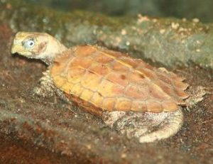 Interceptado en Valencia un envío ilegal de China con 20 tortugas protegidas y varios ejemplares muertos