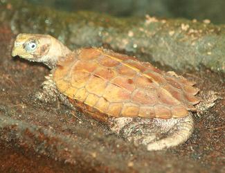 Interceptado en Valencia un envío ilegal de China con 20 tortugas protegidas y varios ejemplares muertos