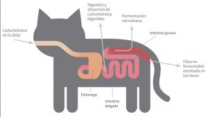 Los carbohidratos en la dieta de tu animal de compañía: así funcionan según la ciencia