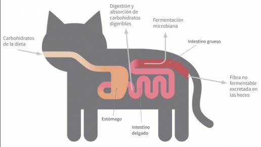 Los carbohidratos en la dieta de tu animal de compañía: así funcionan según la ciencia